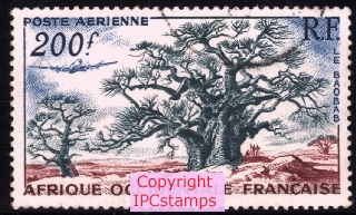 Baobabs.
